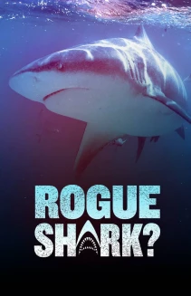 Rogue Shark?